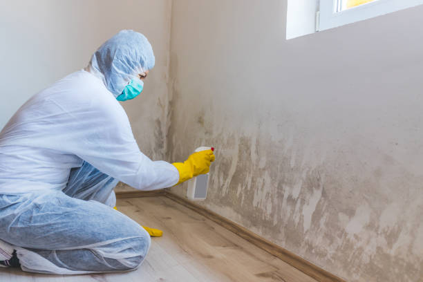 Licensed Commercial Mold Remediation service in Lakeland, NY - WQB Mold Removal
